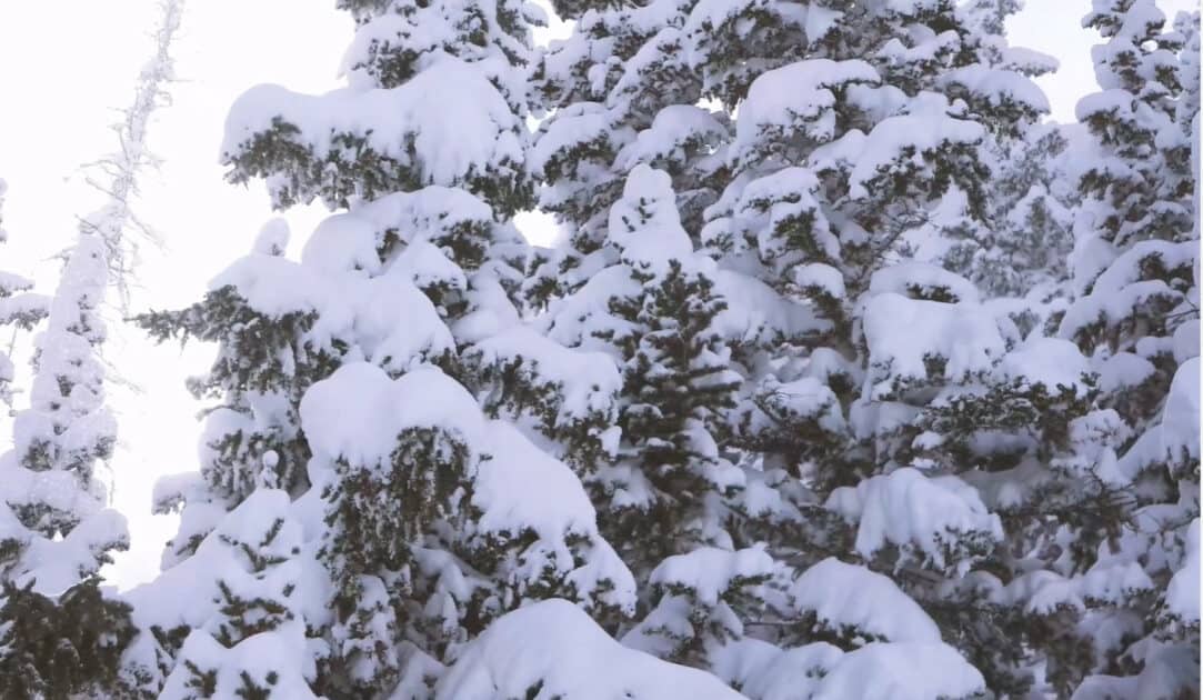 light fluffy snow on trees in Aspen